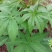 大量供应覆盆子种苗