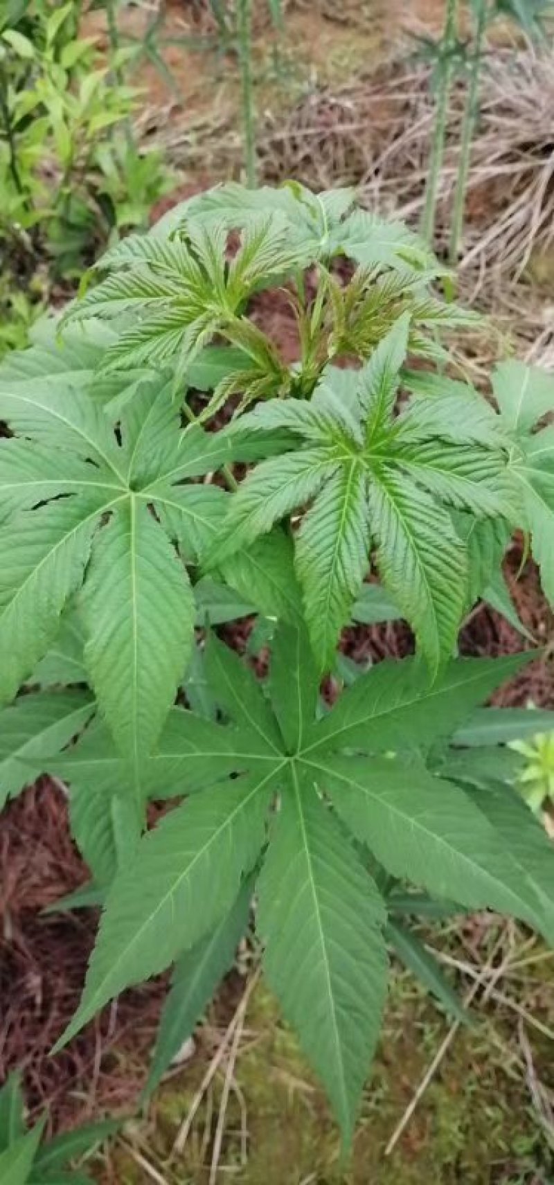 大量供应覆盆子种苗
