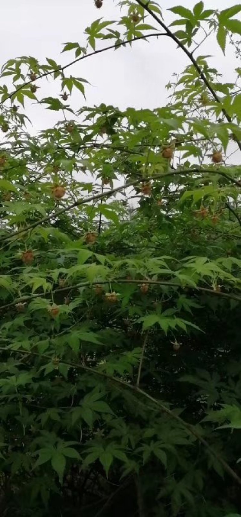 大量供应覆盆子种苗