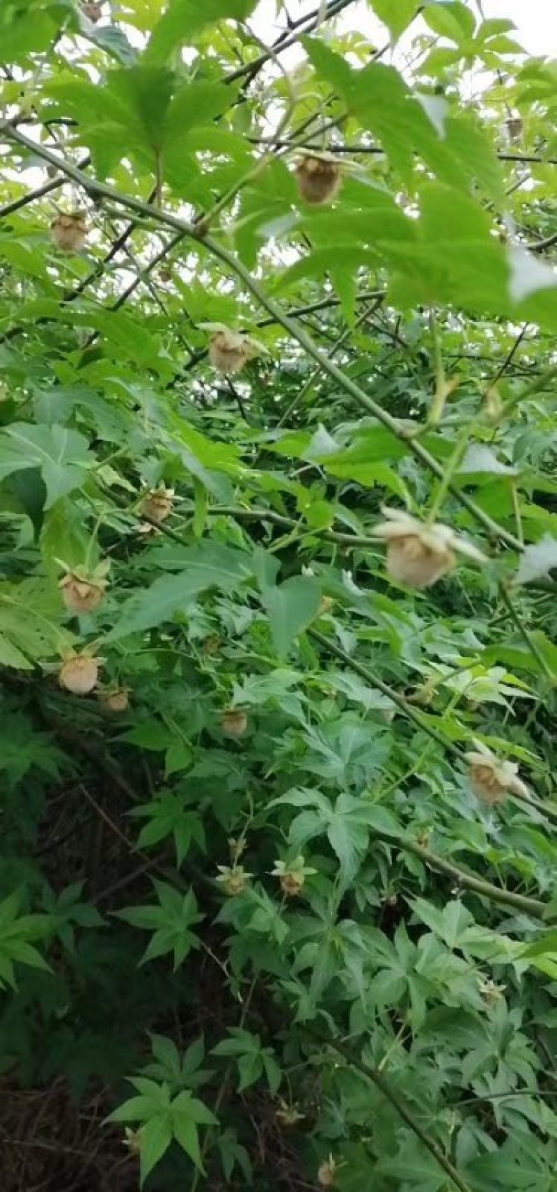 大量供应覆盆子种苗