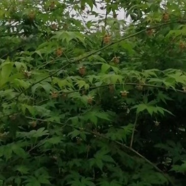 大量供应覆盆子种苗