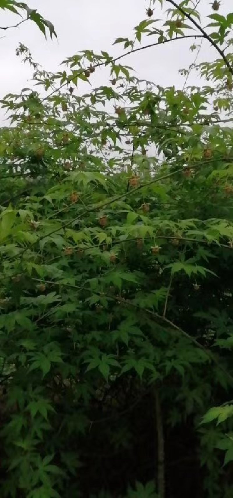 大量供应覆盆子种苗