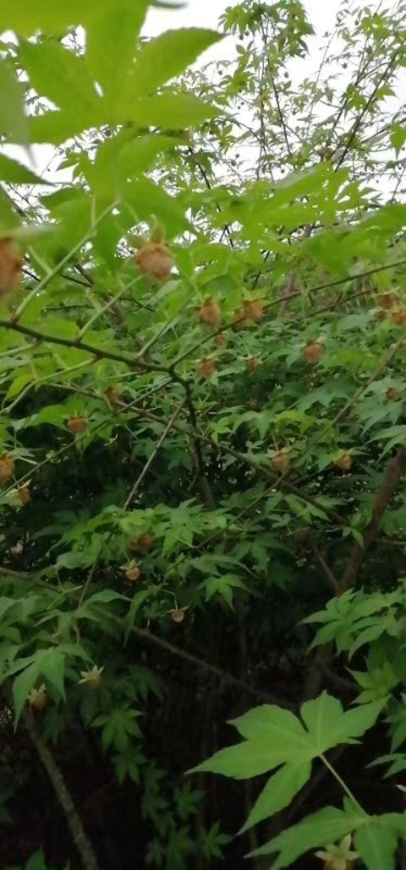 大量供应覆盆子种苗