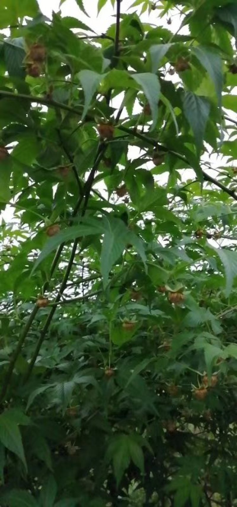 大量供应覆盆子种苗
