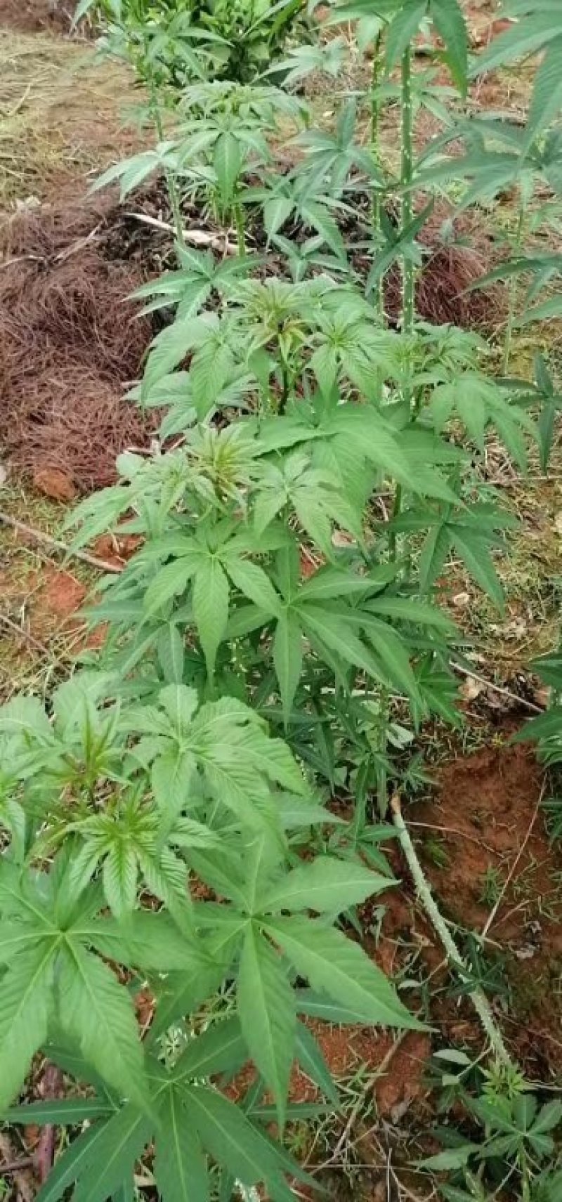 大量供应覆盆子种苗
