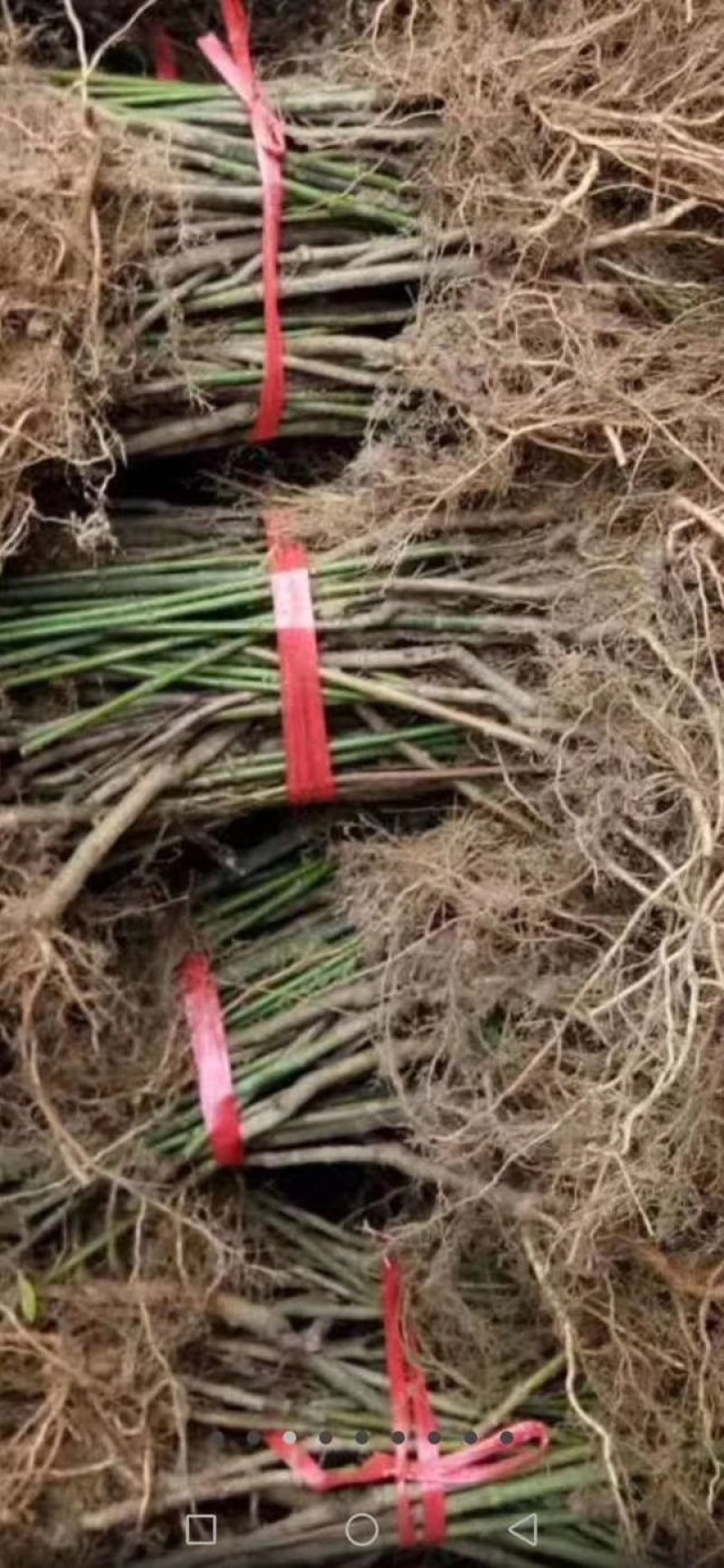 大量供应覆盆子种苗