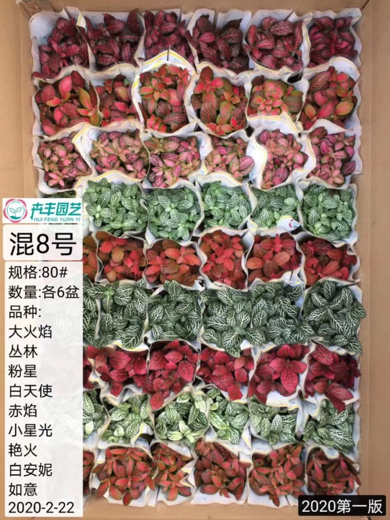 网纹草混色大箱搭配量大私聊