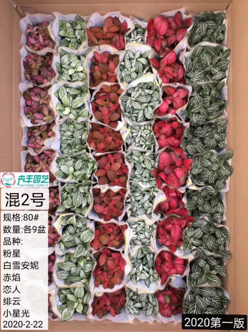 网纹草混色大箱搭配量大私聊