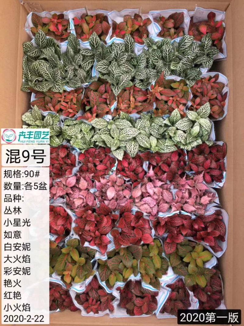网纹草混色大箱搭配量大私聊