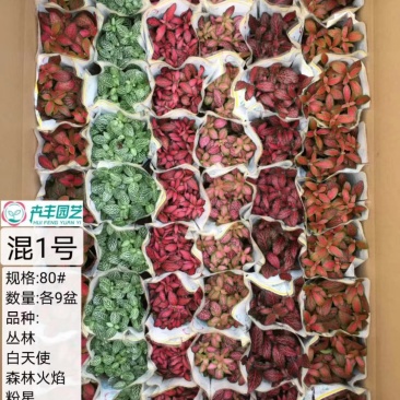网纹草混色大箱搭配量大私聊