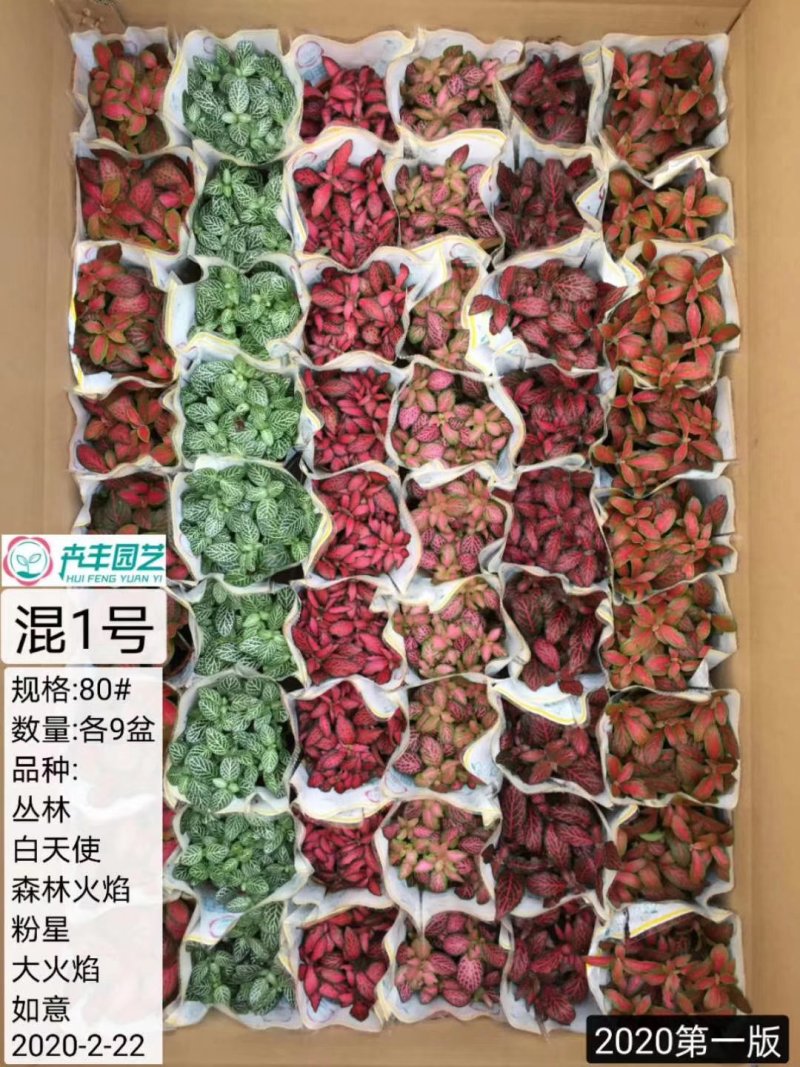网纹草混色大箱搭配量大私聊