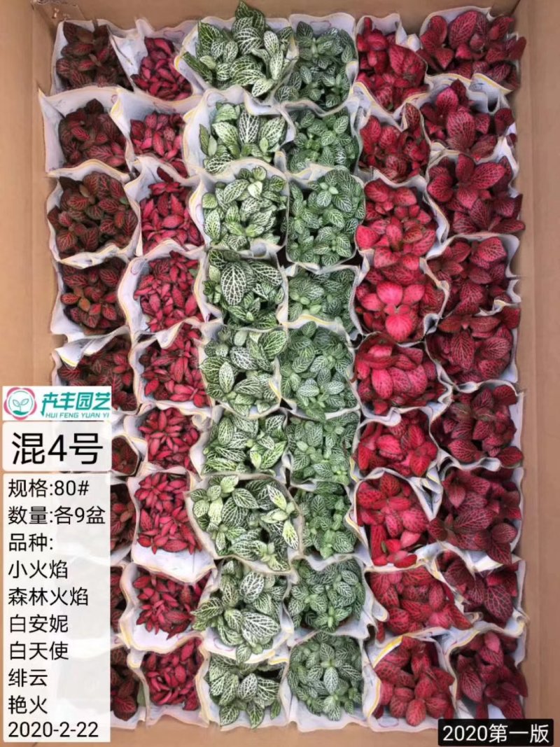 网纹草混色大箱搭配量大私聊