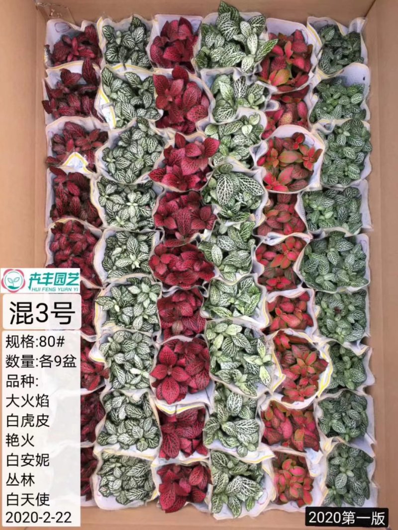 网纹草混色大箱搭配量大私聊