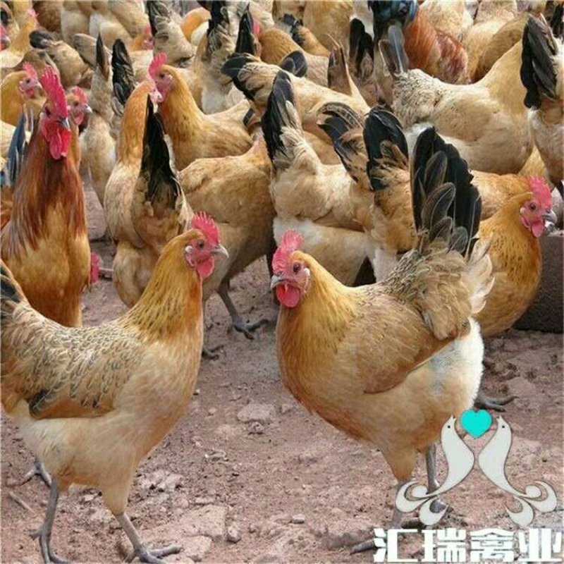 鸡苗青脚土鸡苗批发直销