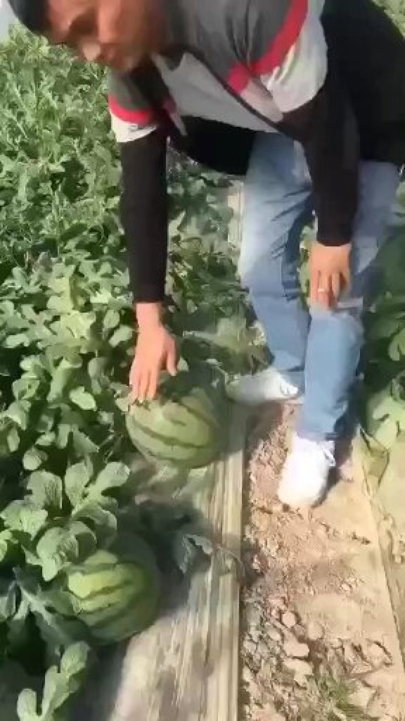 海南美都西瓜，海南麒麟西瓜大量上市欢迎采购