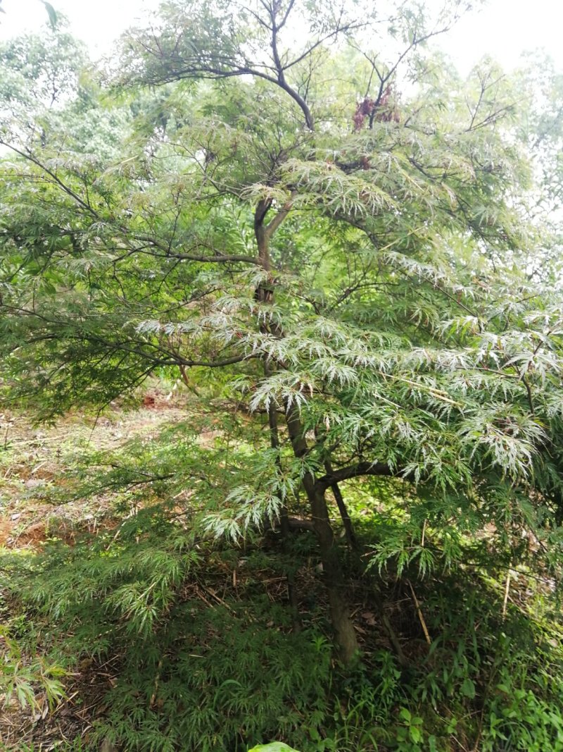 高接羽毛枫，二十公分十公分大小羽毛枫，有原生羽毛枫
