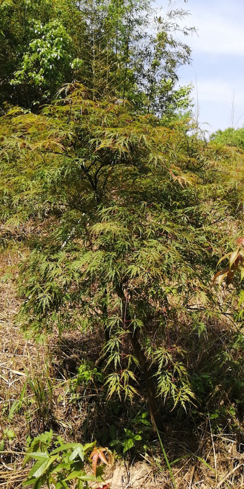 高接羽毛枫，二十公分十公分大小羽毛枫，有原生羽毛枫