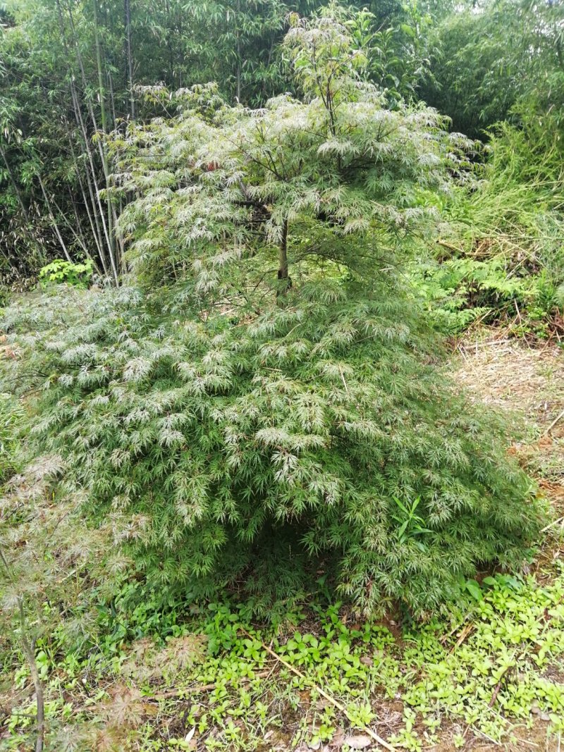 高接羽毛枫，二十公分十公分大小羽毛枫，有原生羽毛枫
