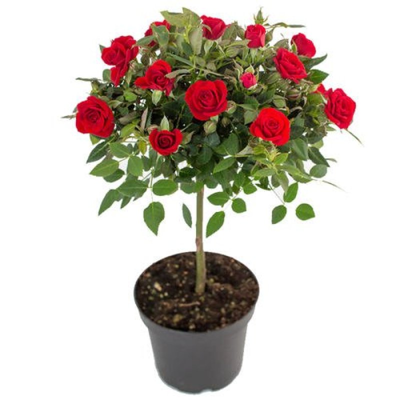 树状月季树形树桩月季花苗植物品种月季大花月季嫁接月季