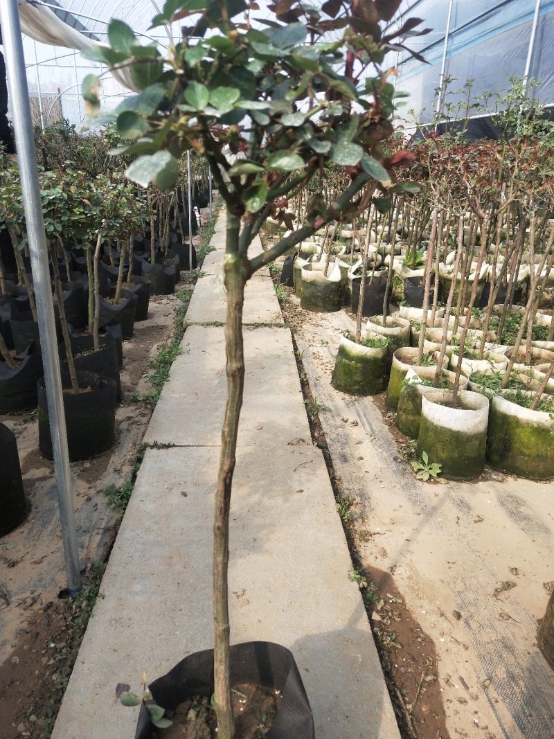 树状月季树形树桩月季花苗植物品种月季大花月季嫁接月季