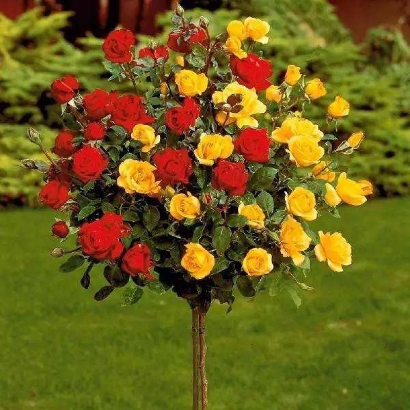 树状月季树形树桩月季花苗植物品种月季大花月季嫁接月季