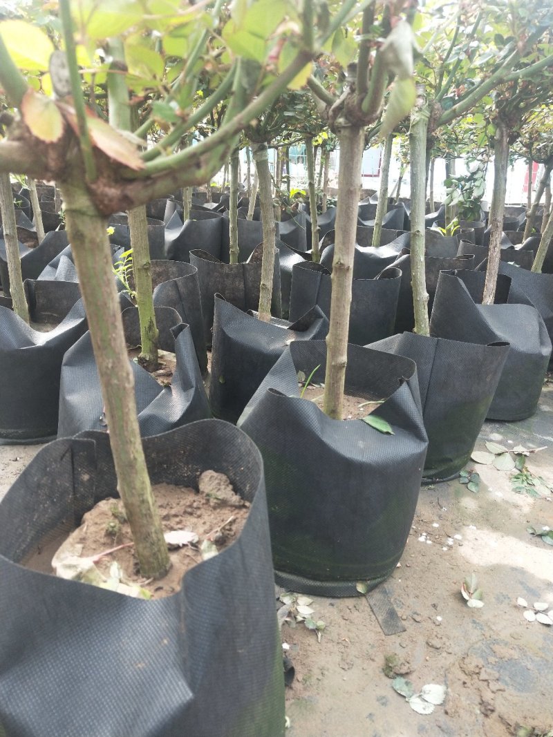 树状月季树形树桩月季花苗植物品种月季大花月季嫁接月季