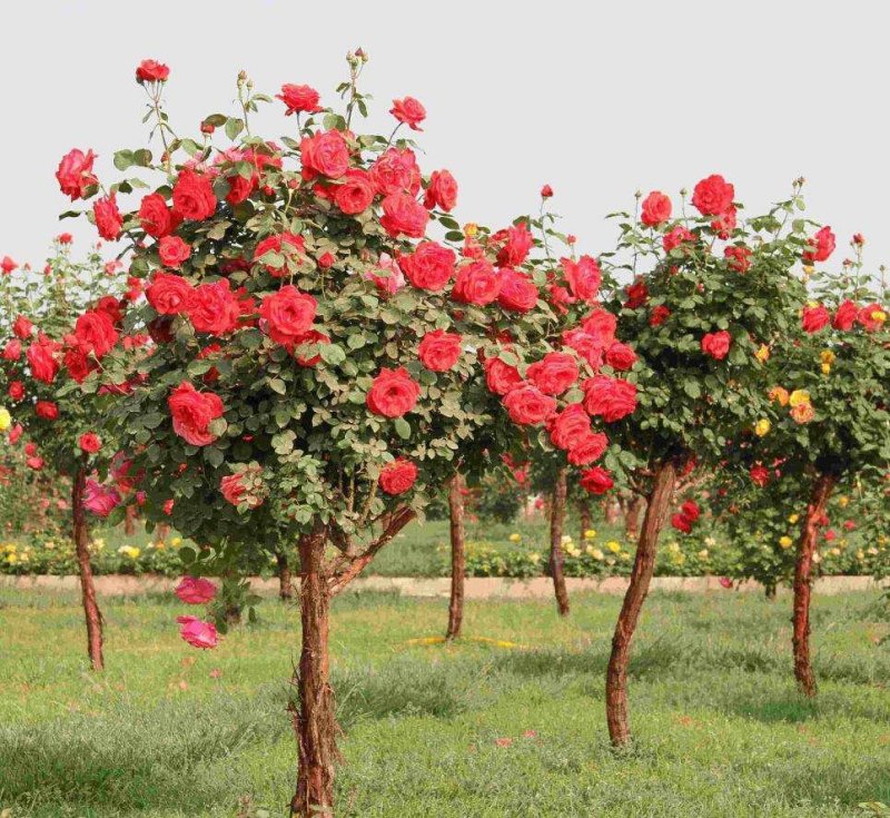 树状月季树形树桩月季花苗植物品种月季大花月季嫁接月季