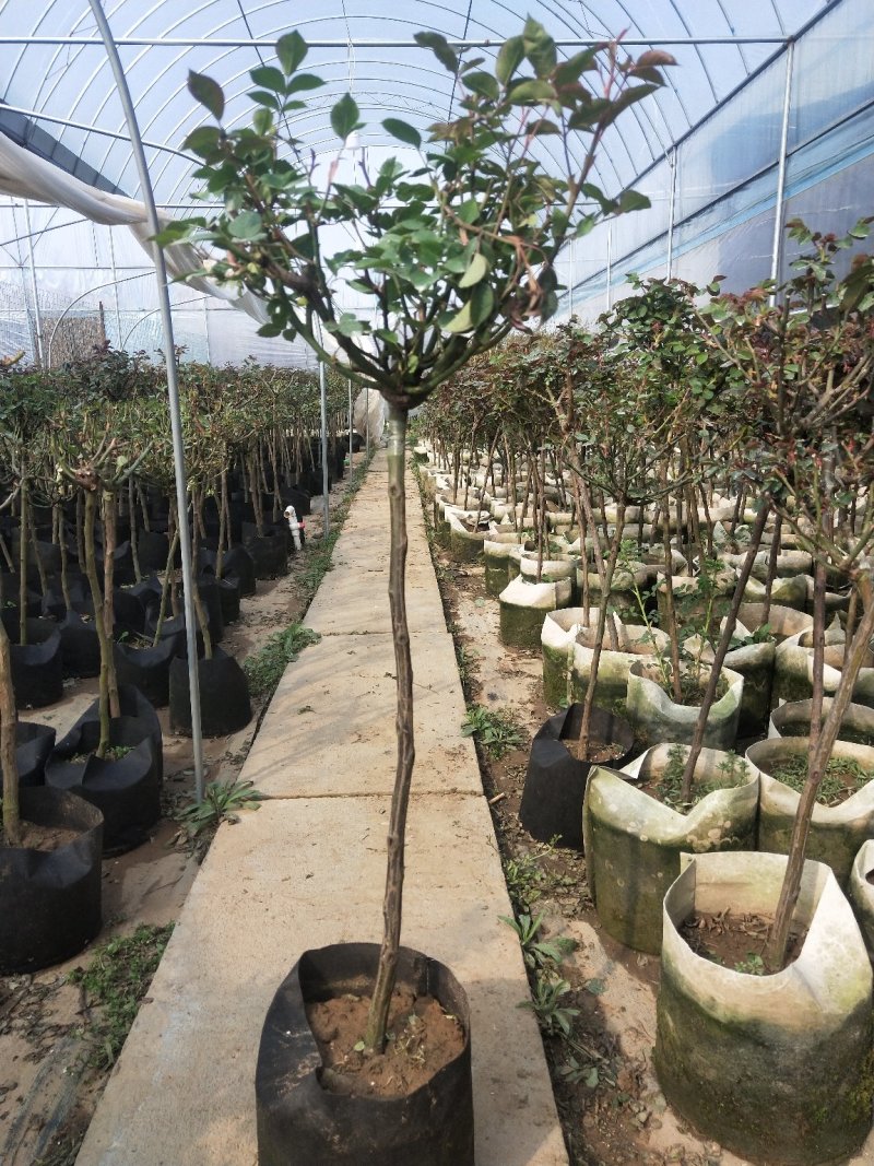 树状月季树形树桩月季花苗植物品种月季大花月季嫁接月季