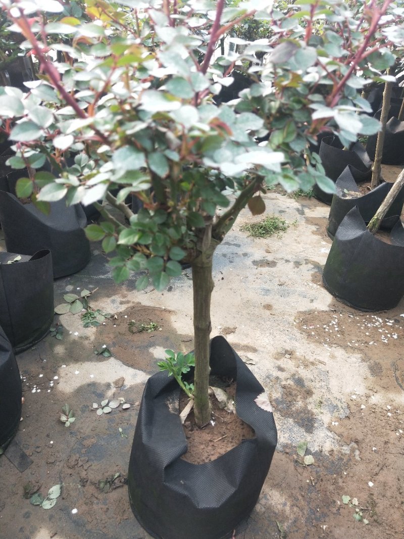 树状月季树形树桩月季花苗植物品种月季大花月季嫁接月季