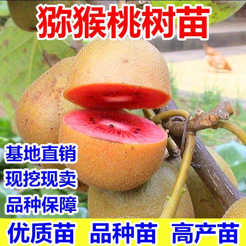 包邮红心猕猴桃批发，嫁接猕猴桃树苗优质苗