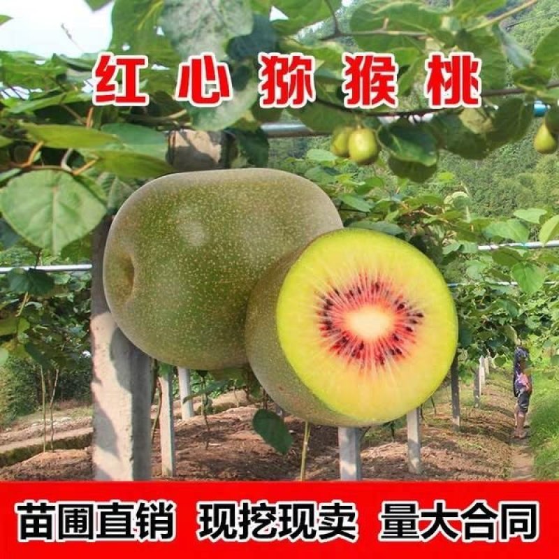 包邮红心猕猴桃批发，嫁接猕猴桃树苗优质苗