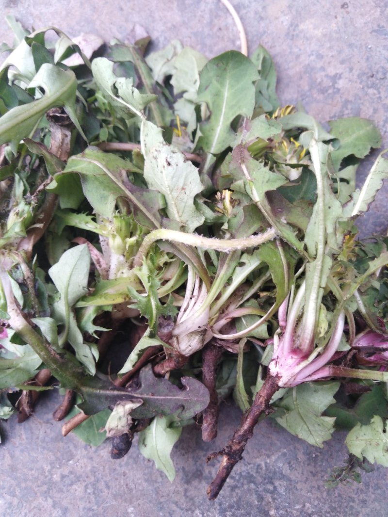 药用婆婆丁，野生蒲公英，药用蒲公英，泡茶用，带花带根干货