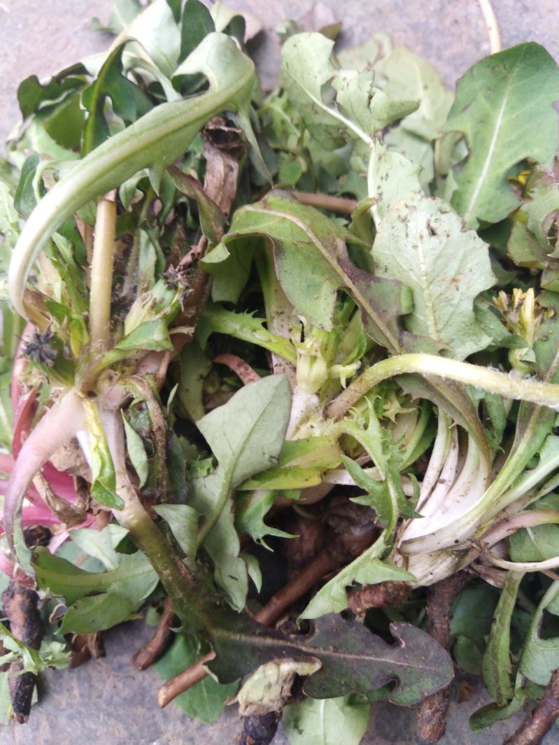 药用婆婆丁，野生蒲公英，药用蒲公英，泡茶用，带花带根干货