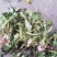 药用婆婆丁，野生蒲公英，药用蒲公英，泡茶用，带花带根干货