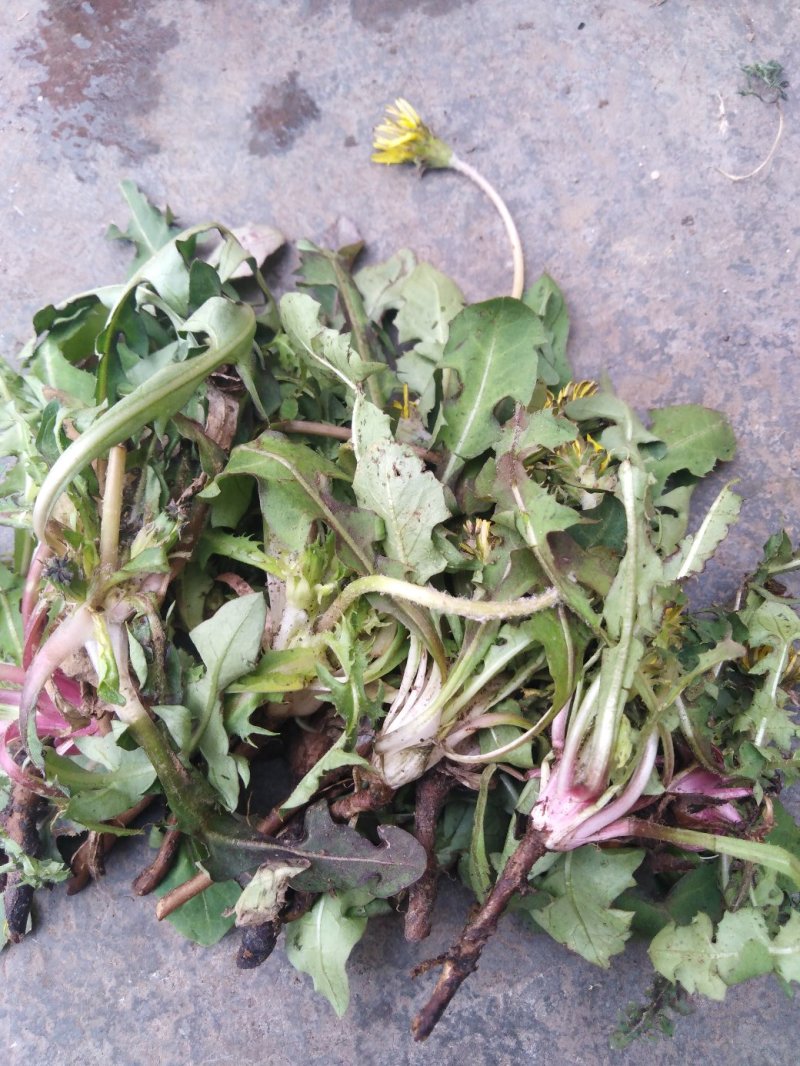 药用婆婆丁，野生蒲公英，药用蒲公英，泡茶用，带花带根干货