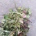 药用婆婆丁，野生蒲公英，药用蒲公英，泡茶用，带花带根干货