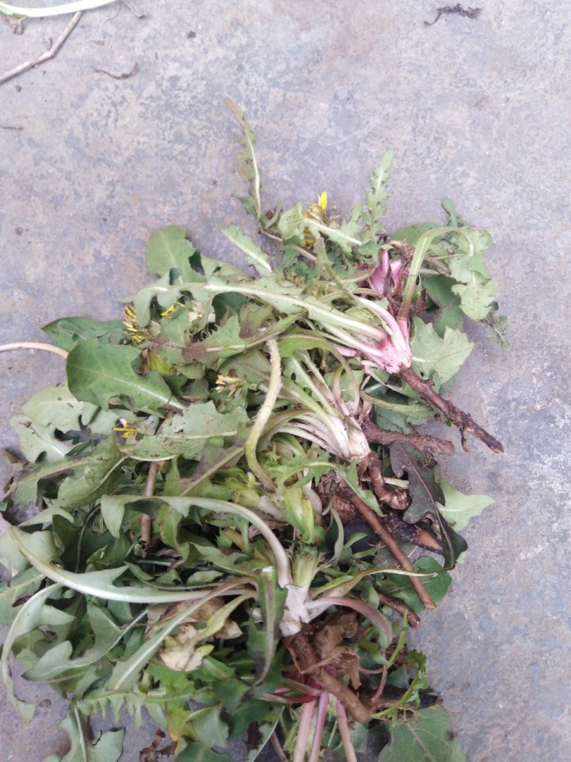 药用婆婆丁，野生蒲公英，药用蒲公英，泡茶用，带花带根干货