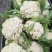 白面青梗松花菜有机花菜80