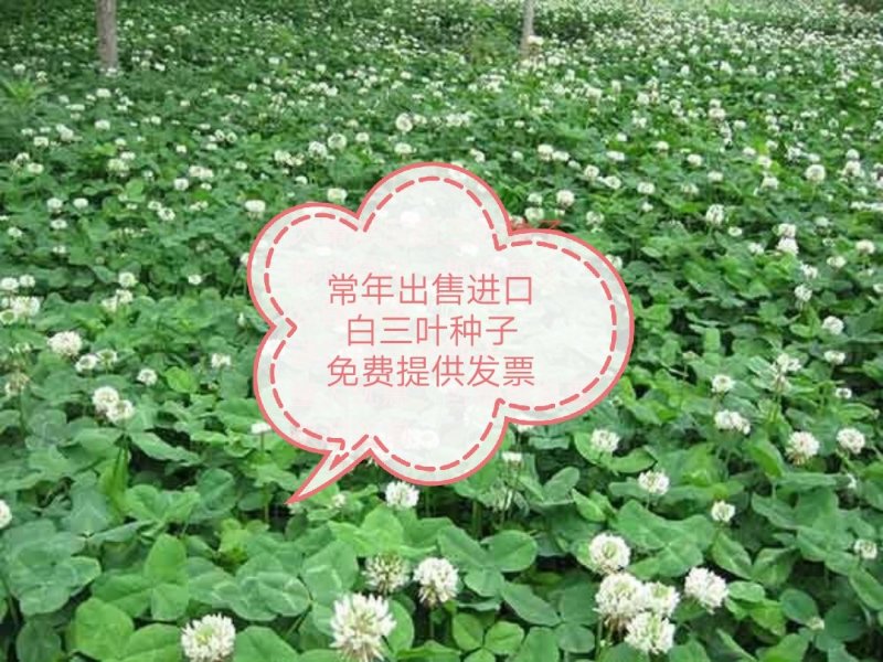 白三叶种子，草坪种子，绿化，护坡，四季常青，可提供发票