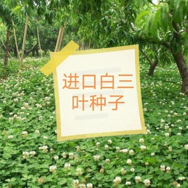 白三叶种子，绿化护坡保证出芽率，可提供发票
