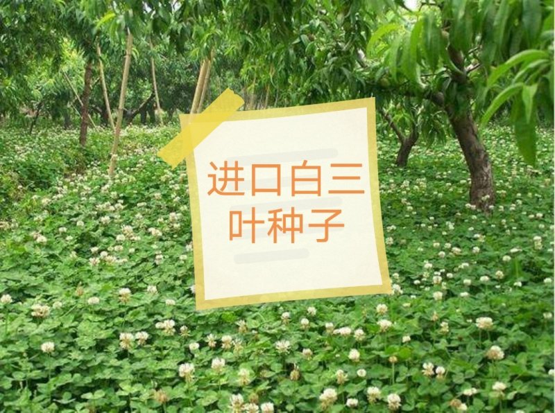 白三叶种子，绿化护坡保证出芽率，可提供发票