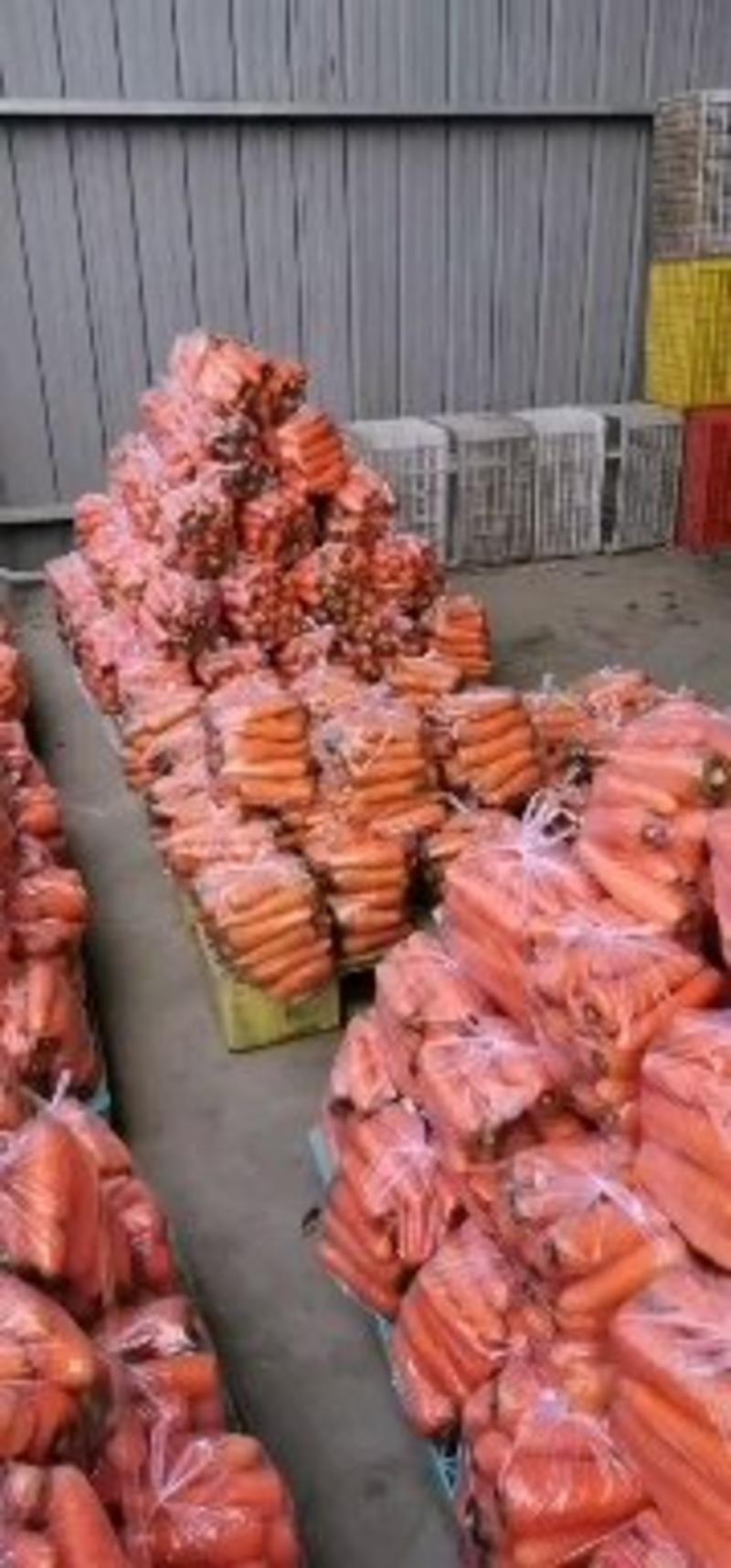 江苏东台精品胡萝卜大量供货。需要的客户联系我，