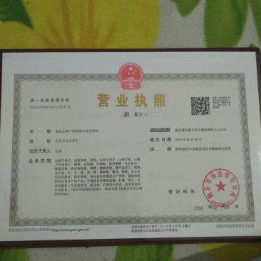 中国梦木本油料毛叶山桐子树20年的老树采的树种