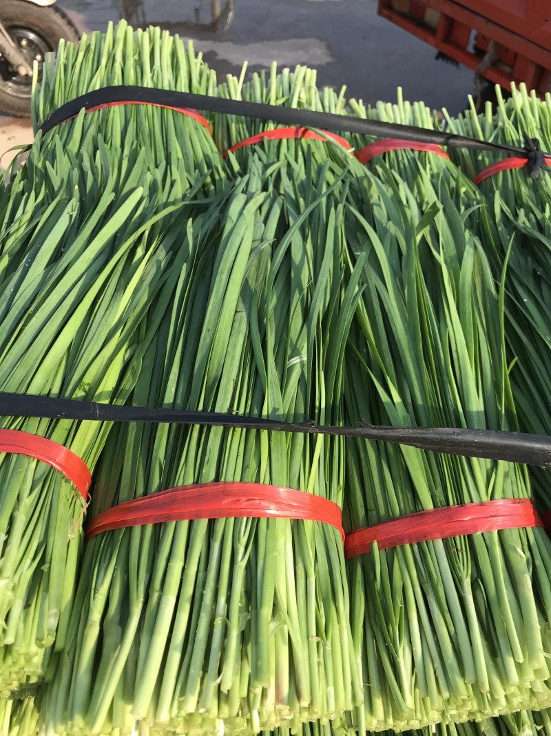 小叶韭菜净菜上车手工好根粗叶绿干菜水洗都可