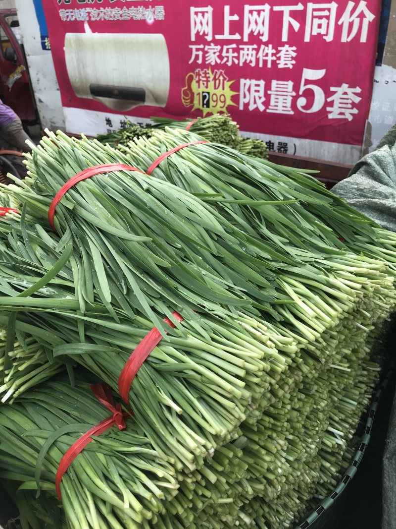 小叶韭菜净菜上车手工好根粗叶绿干菜水洗都可