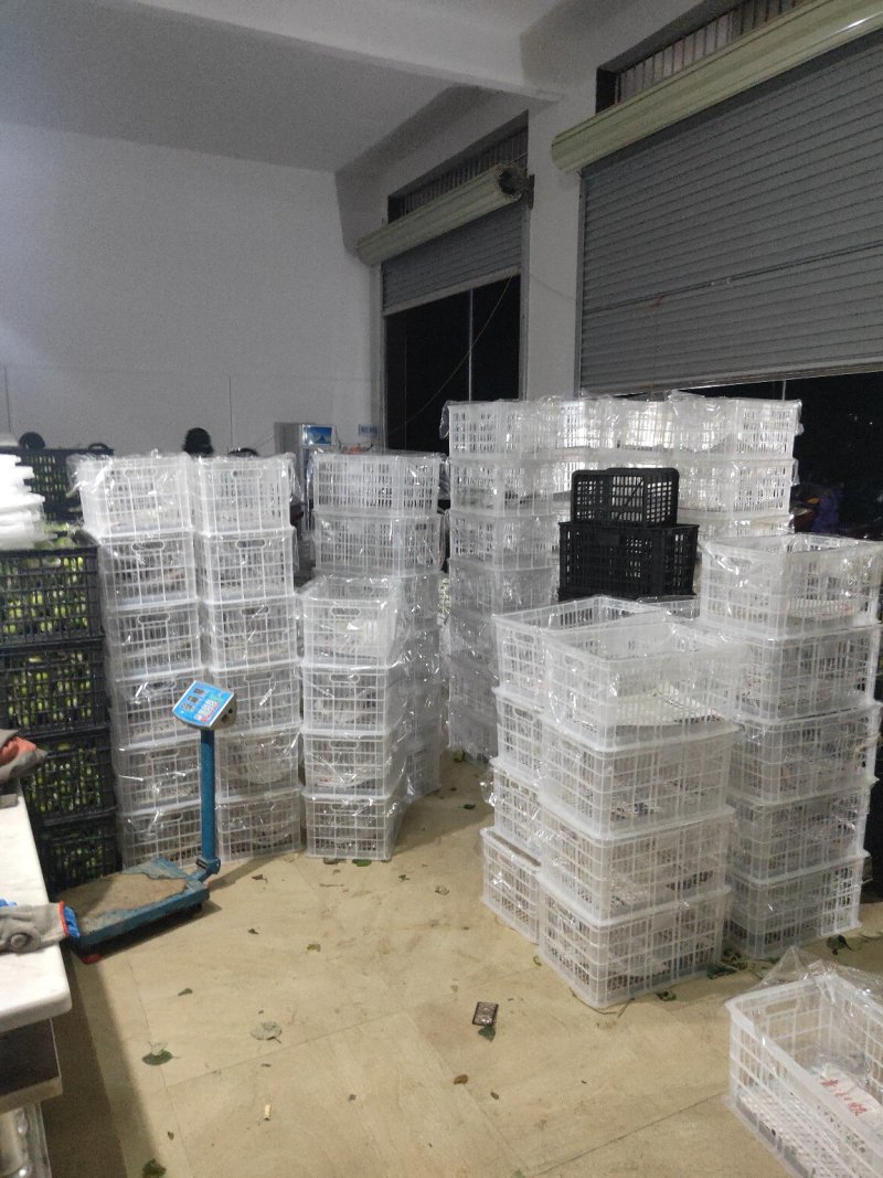 广西产地蜜丝枣（清甜爽口）产地代办，基地直供，协助找车