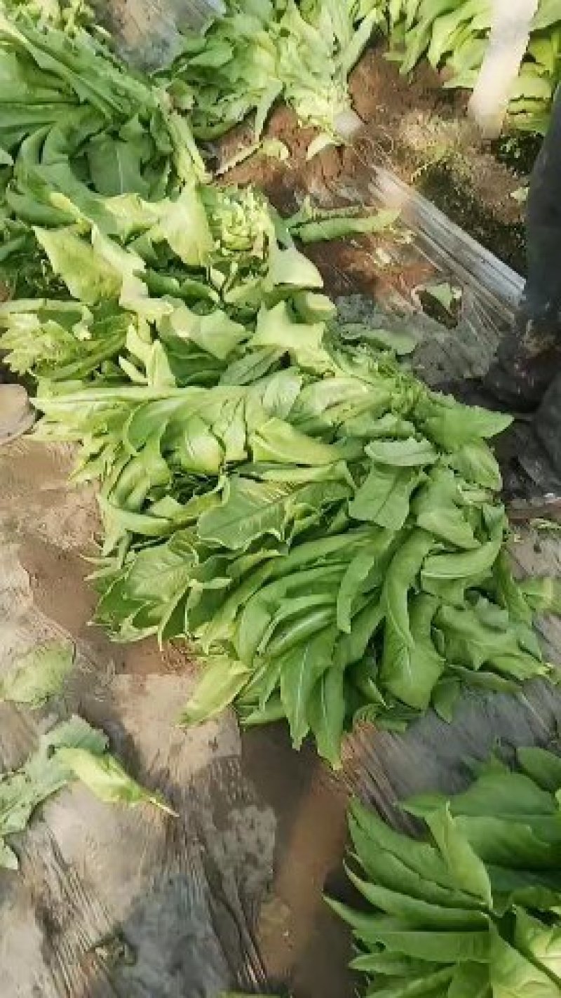 青卅三青皮莴苣