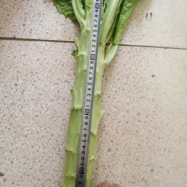 青卅三青皮莴苣