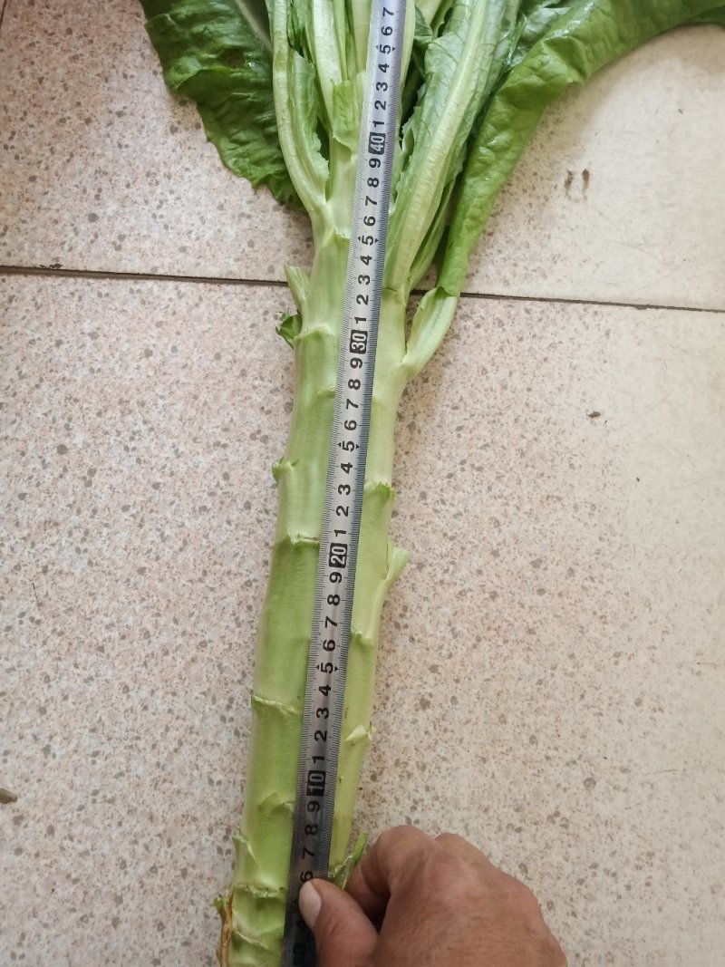 青卅三青皮莴苣