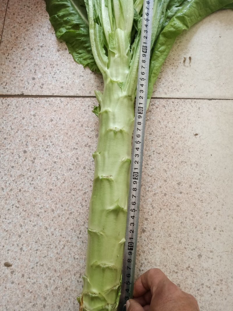 青卅三青皮莴苣